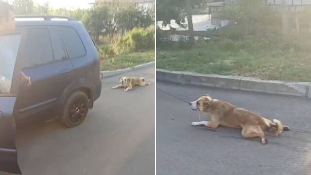 „Беше мръсно и го вързах за колата“: Почина кучето, влачено до кръв с автомобил в Българово