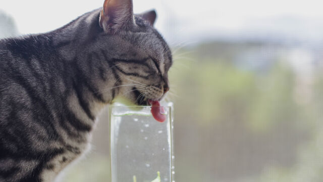 Снимка: Забраняват храненето на улични котки в опит да спасят застрашените местни видове на Хаваите