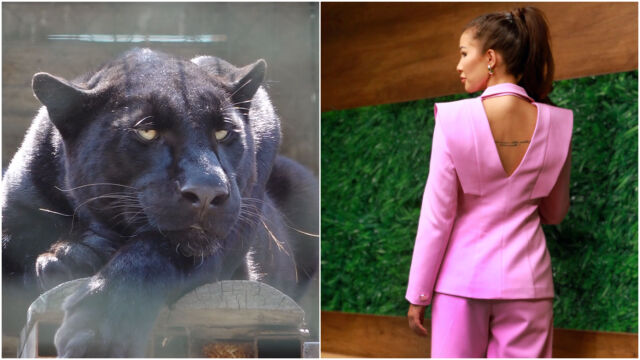 Снимка: Кое момиче от „Ергенът“ най-много прилича на черната пантера от Шумен