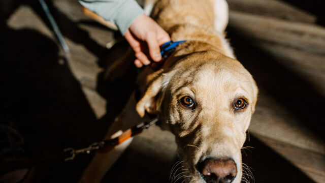 Снимка: Капани за бездомни животни в Стара Загора: Полицията проверява мъж и жена