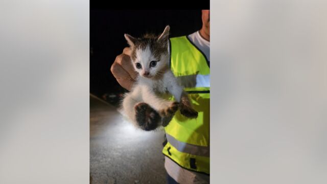 Снимка: Спасиха коте, паднало в дълбока кабелна шахта с високо напрежение (ВИДЕО)