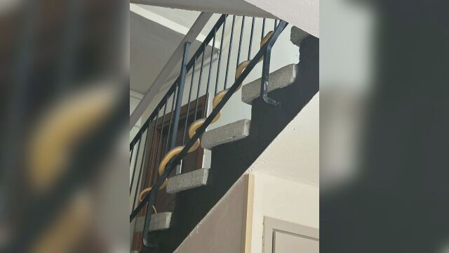 Паника в жилищен блок в Пловдив заради голяма змия (ВИДЕО)