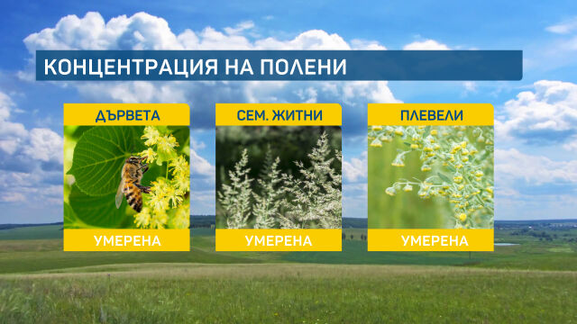 Снимка: Алергичните към полени на липата скоро ще си отдъхнат 