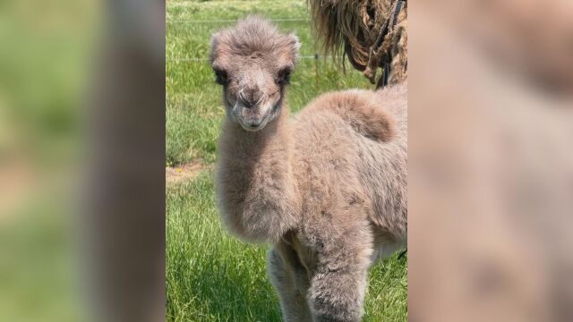 Снимка: Истинска рядкост: Роди се бяло двугърбо камилче в зоопарка в Бургас (СНИМКИ)