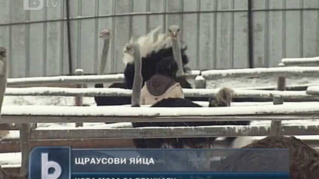 Снимка: Щраусовите яйца – нова мода за Великден 