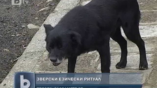 Снимка: Борисов иска санкции заради варварския обичай с кучета