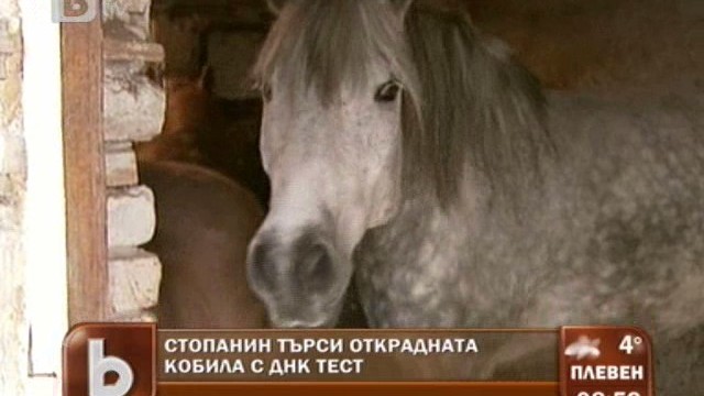Снимка: Стопанин си търси кобилата с ДНК експертиза