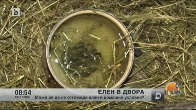 Снимка: Как се отглежда елен в домашни условия и законно ли е това?