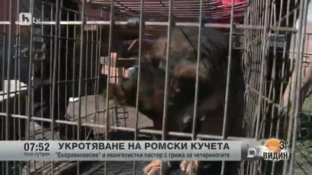 Снимка: Укротяване на ромски кучета