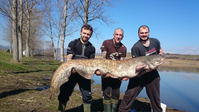 Снимка: Татуист хвана сом гигант край Севлиево