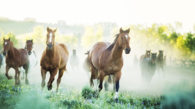 Хиляди диви коне са застреляни в планините на Източна Австралия