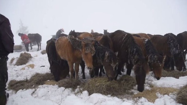 Снимка: Потресаваща гледка: Десетки коне са обречени на смърт в Осоговската планина 