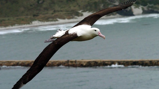 Снимка: Над 100 мъртви птици в Шабла 