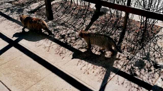 Снимка: Къде тръгна?Нали си простихме!
