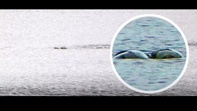 Снимка: Пет години по-късно: Фотограф разкри снимки на чудовището от Лох Нес