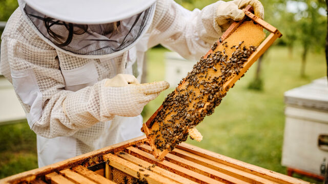 Пчелари от цялата страна излизат на национален протест днес за