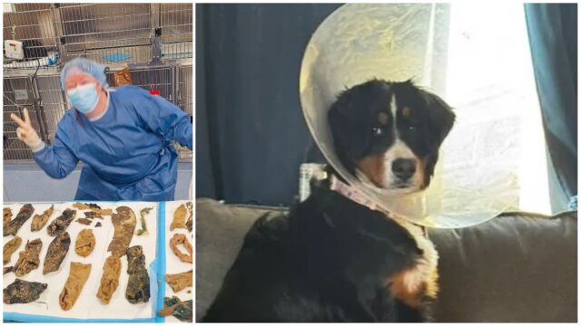 Когато седеммесечно куче от породата Бернски зененхунд започва да повръща