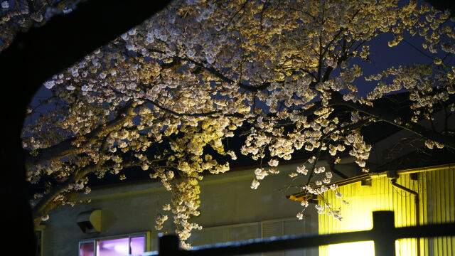 Арестуваха 54 годишна жена в Япония за предполагаемото умишлено убийство на