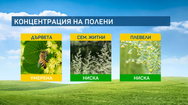 През новата седмица концентрацията на дървесни полени ще продължи да