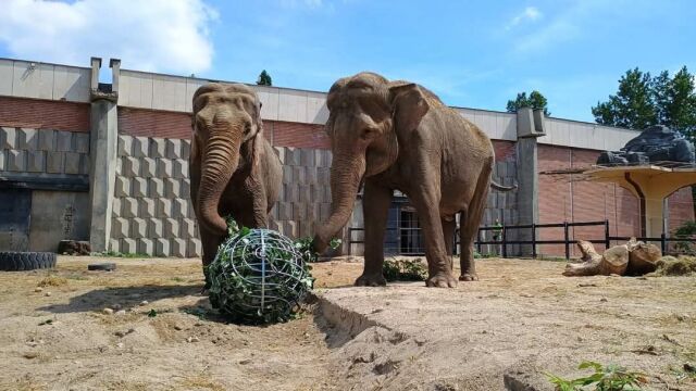 В столичния зоопарк беше разиграна ситуацията ако тигърът излезе от клетката