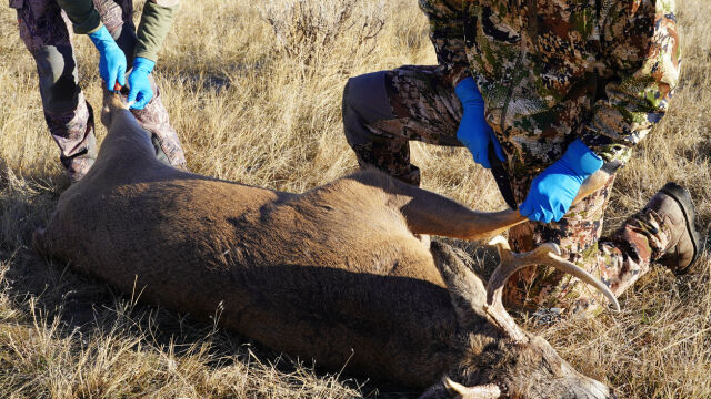 Трима бракониери бяха заловени от горски инспектори на Изпълнителна агенция