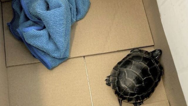 Мъж преминал през проверката за сигурност на летище в Ню