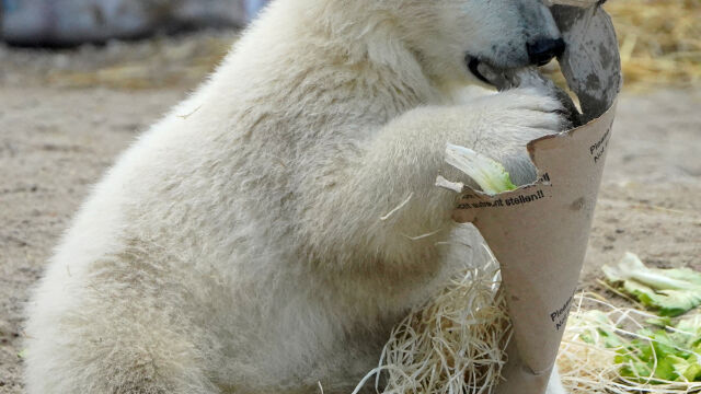 Полярното мече Мика беше официално представено на публиката в зоологическата