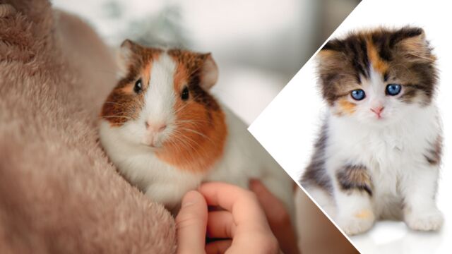 26 годишна жена и 35 годишен мъж от град Перник са задържани