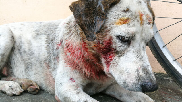 Бездомно куче беше спасено след като е простреляно с ловна