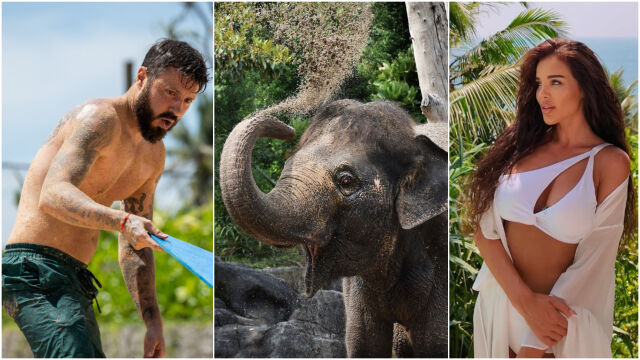 Снимка: Слоновете в 