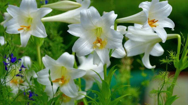 Снимка: Великденска лилия - как да отгледаме цветето, символизиращо идването на пролетта (СНИМКИ)