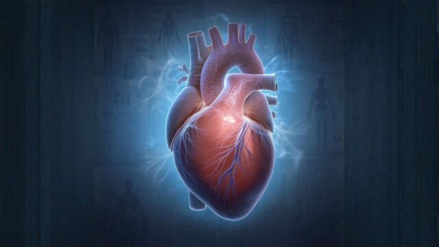 Снимка: Учени откриват какво наистина пази сърцето от инфаркт