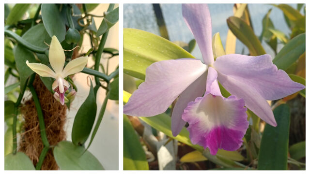 Снимка: Как да пресаждаме и отглеждаме орхидеи вкъщи (ВИДЕО)