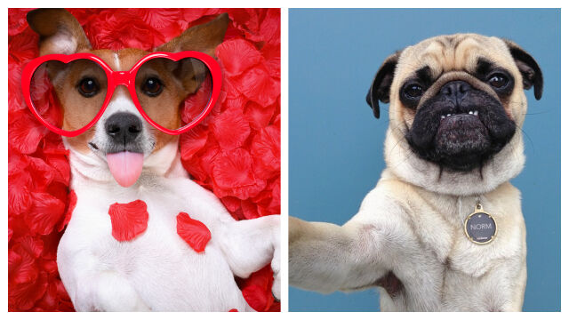 Снимка: Кучето никога не лъже: каква е реакцията му, когато усети лош човек