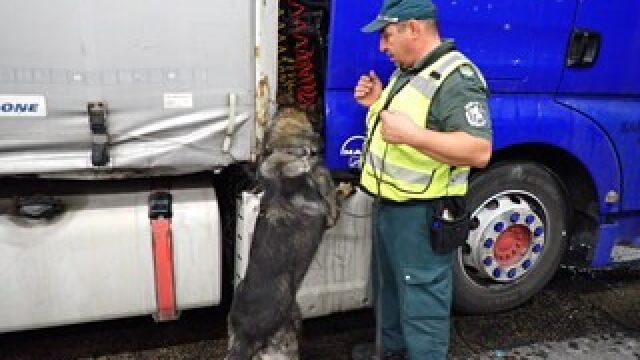 Снимка: Граничарското куче Пирин „надуши“ близо 50 кг марихуана, скрити в багажник на автомобил