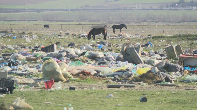 Акция срещу нелегално внесени от Румъния преживни животни, разкрита е незаконна кланица в Ихтиман