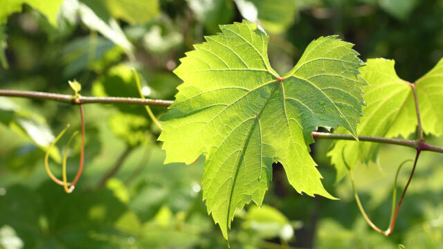 Снимка: Заради опасна болест: Лозов масив във Велико Търново е под карантина