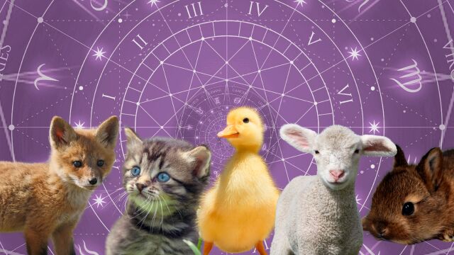 Снимка: Кое пролетно бебе животно си според датата на раждане?