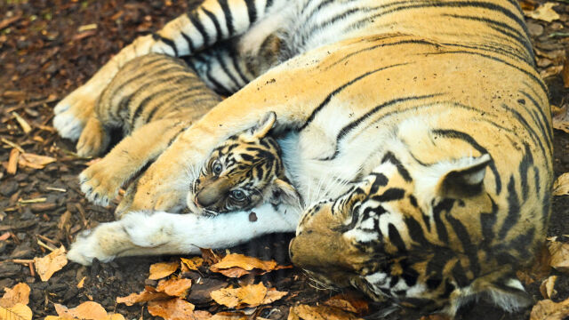 Снимка: Суматранско тигърче се роди в зоопарк - вижте малката Лили (СНИМКИ)
