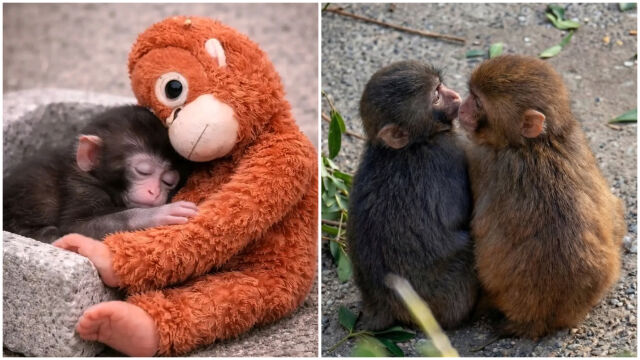 Снимка: Маймунката Пънч вече си има гадже! (СНИМКИ)