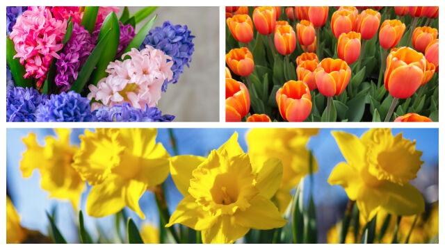 Снимка: Кои цветя се подаряват на Великден и какво символизират (СНИМКИ)