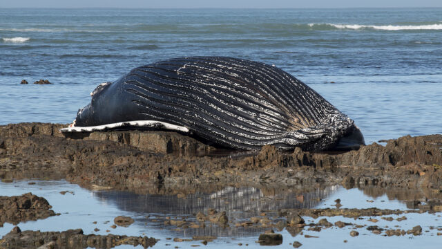 Снимка: Спасяват заседнал кит край крайбрежието на Германия
