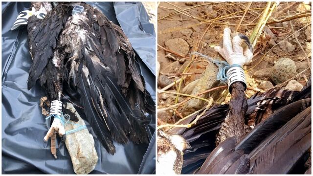 Отново случай на отровен черен лешояд в защитената зона „Бяла река“