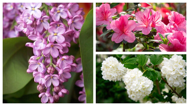 Снимка: 5 растения, които никога не трябва да подрязваме през март (СНИМКИ)