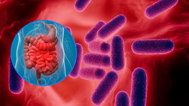 Снимка: Вируси в червата може да регулират кръвната захар чрез имунната система