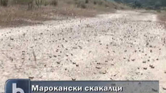 Снимка: Марокански скакалци нападнаха Петричко