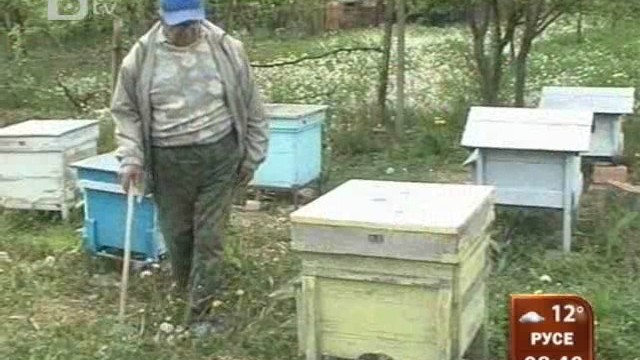 Снимка: Мистериозен мор на пчели във Врачанско 