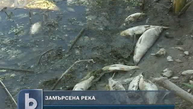 Снимка: Килограми умряла риба изплуваха от река Банска