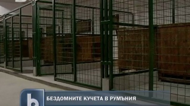 Снимка: Дог таун приютява 10 000 бездомни кучета