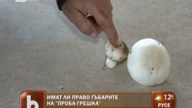 Снимка: Имат ли право гъбарите на 